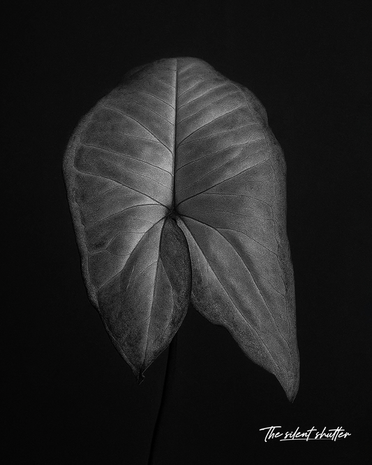 Prunus Persica