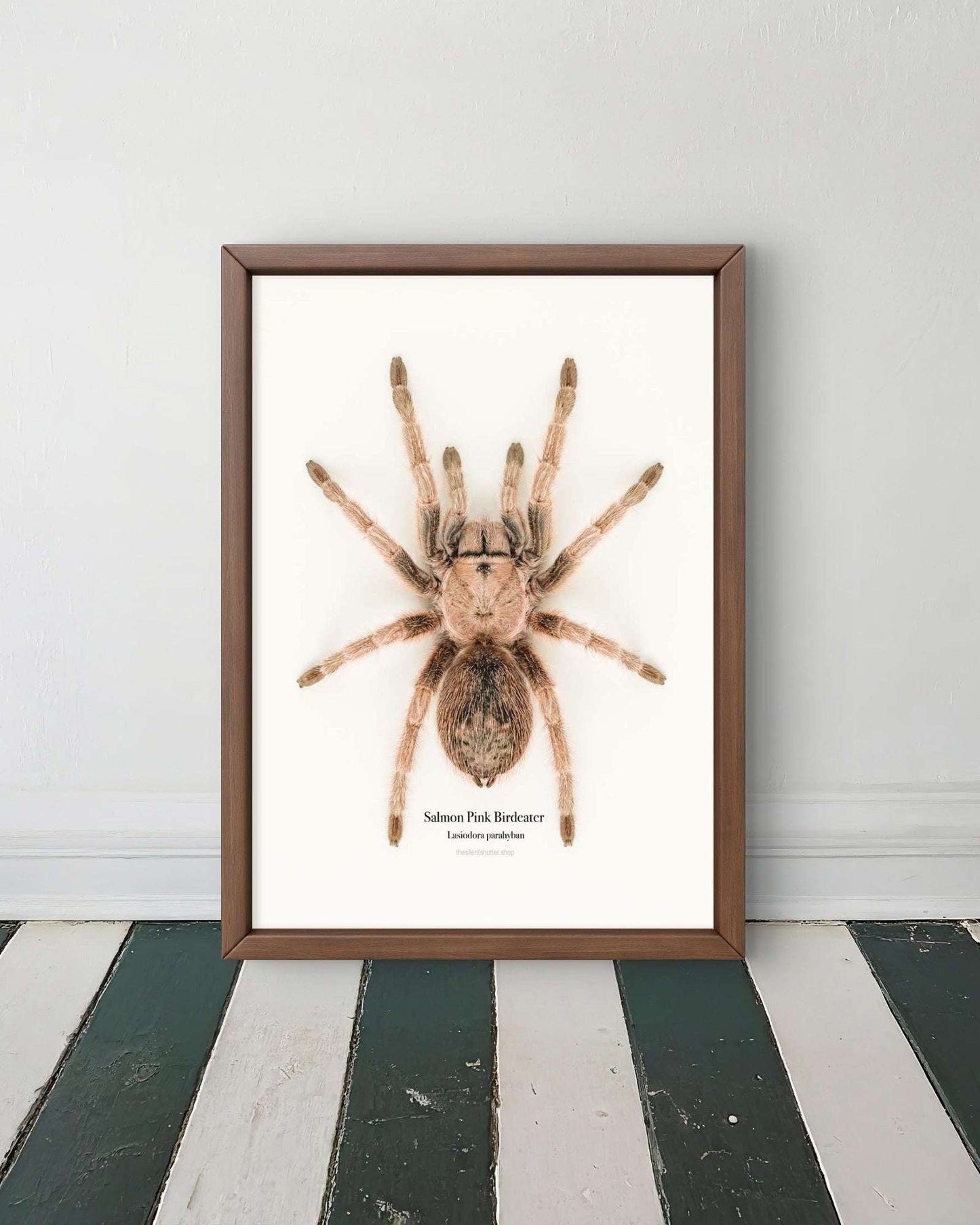 Salmon Pink Birdeater Lasiodora parahyban