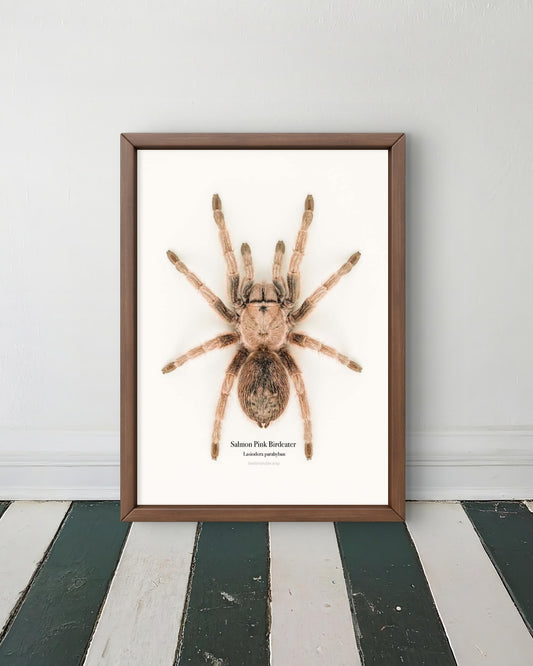 Salmon Pink Birdeater Lasiodora parahyban