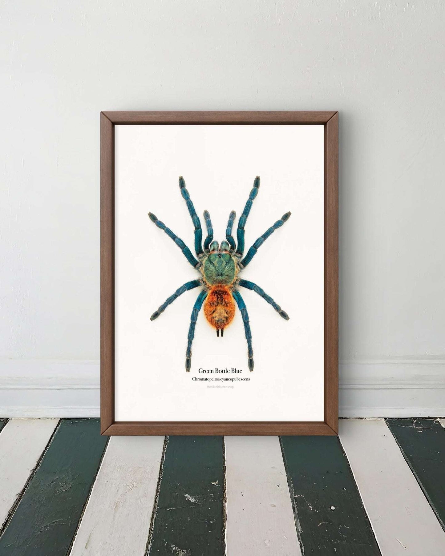 Green Bottle Blue Chromatopelma cyaneopubescens