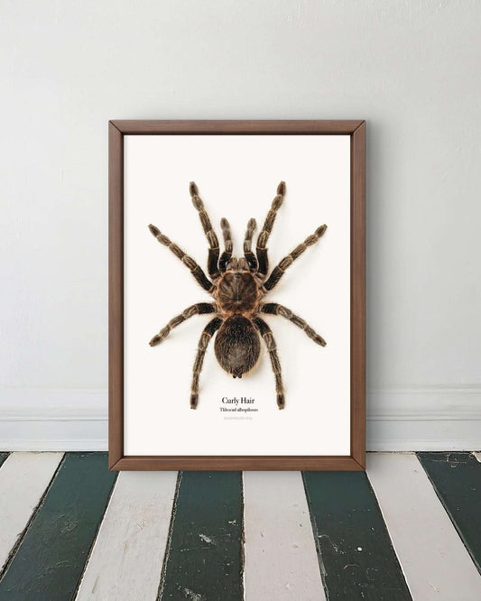Curly Hair Tliltocatl albopilosus
