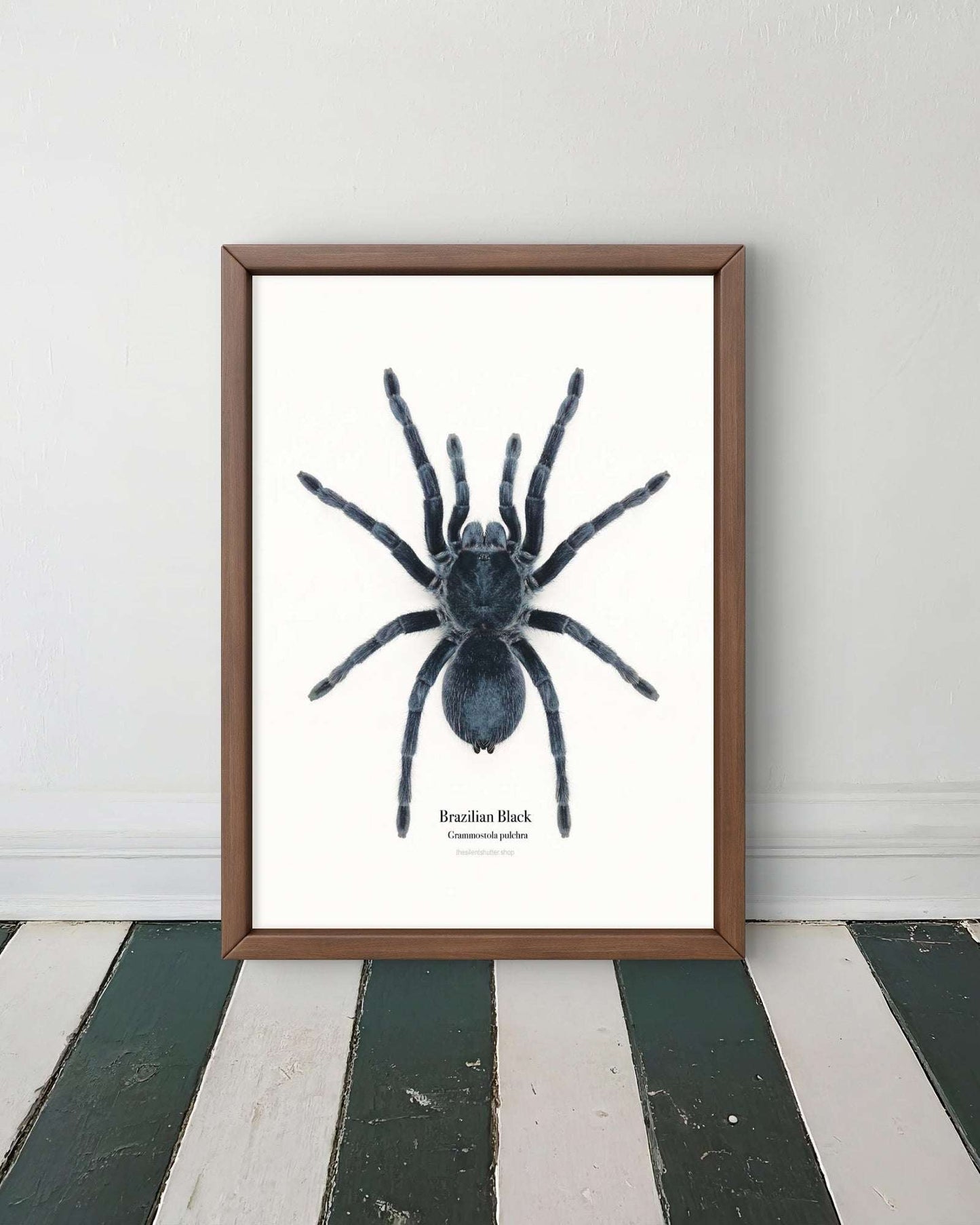 Brazilian Black Grammostola pulchra
