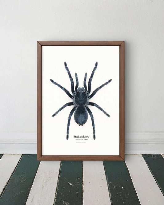 Brazilian Black Grammostola pulchra