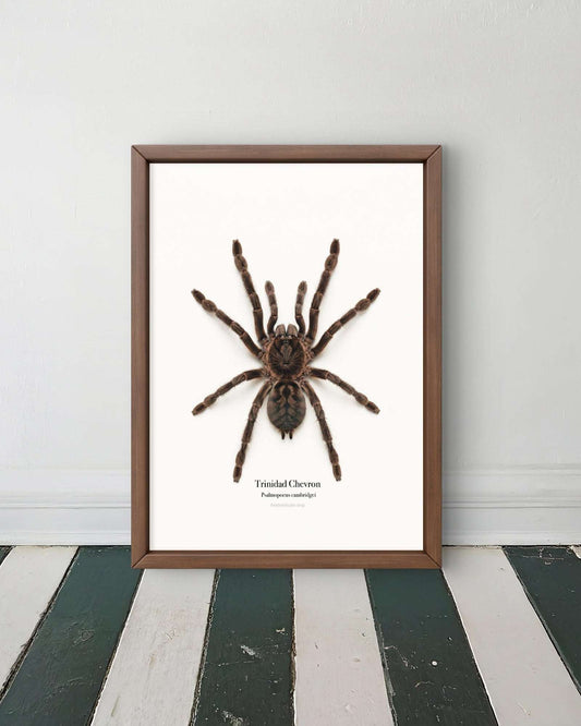Trinidad Chevron Psalmopoeus cambridgei