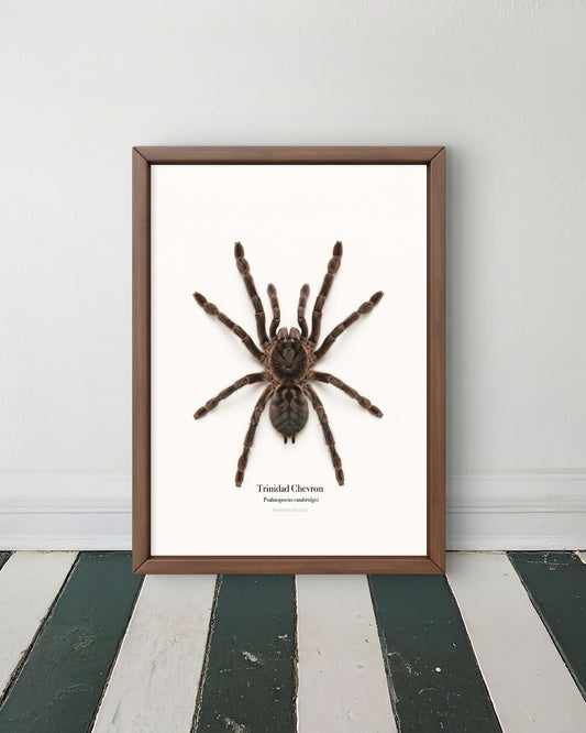 Trinidad Chevron Psalmopoeus cambridgei