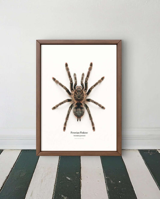 Peruvian Pinktoe Avicularia juruensis