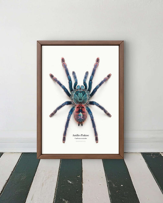 Antilles Pinktoe Caribena versicolor