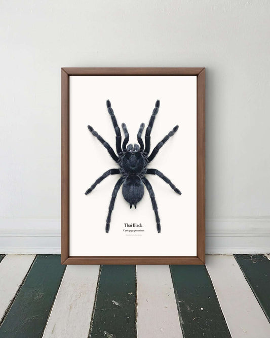Thai Black Cyriopagopus minax