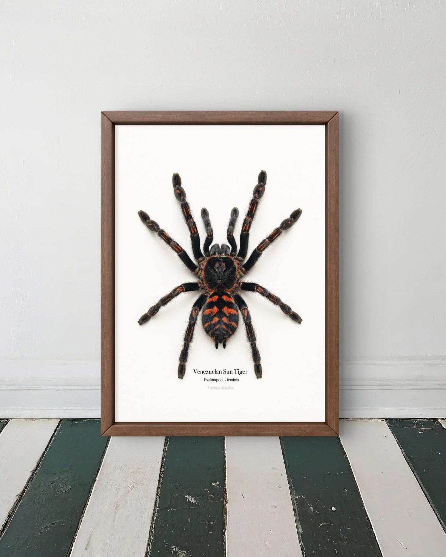 Venezuelan Sun Tiger Psalmopoeus irminia