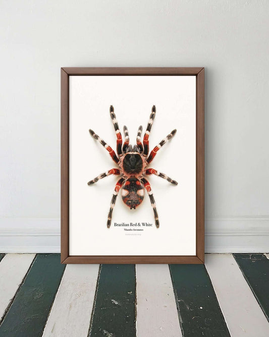Brazilian Red & White Nhandu chromatus