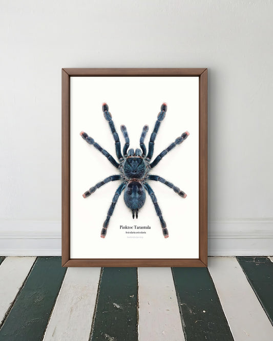 Amazon Sapphire Pseudhapalopus sp