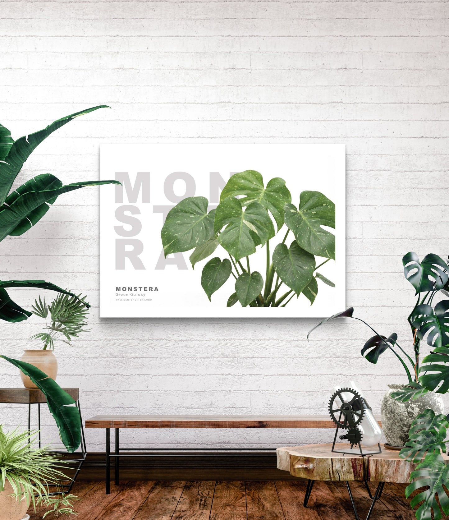 Monstera Green Galaxy