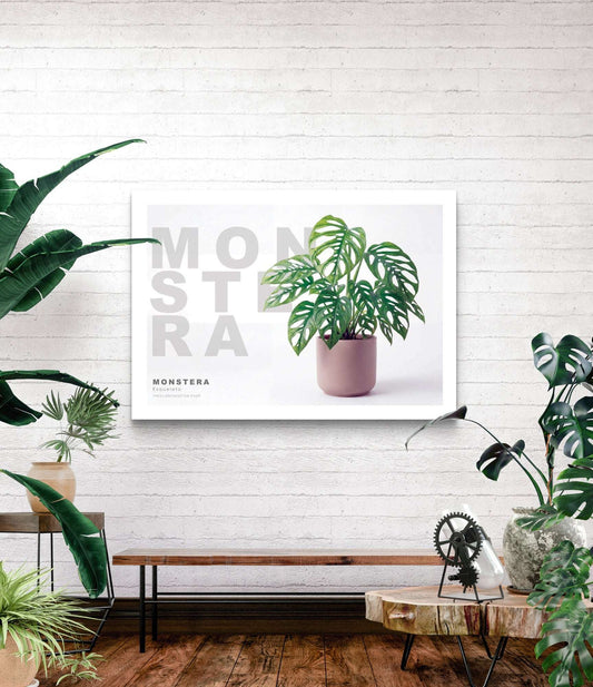 Monstera Esqueleto