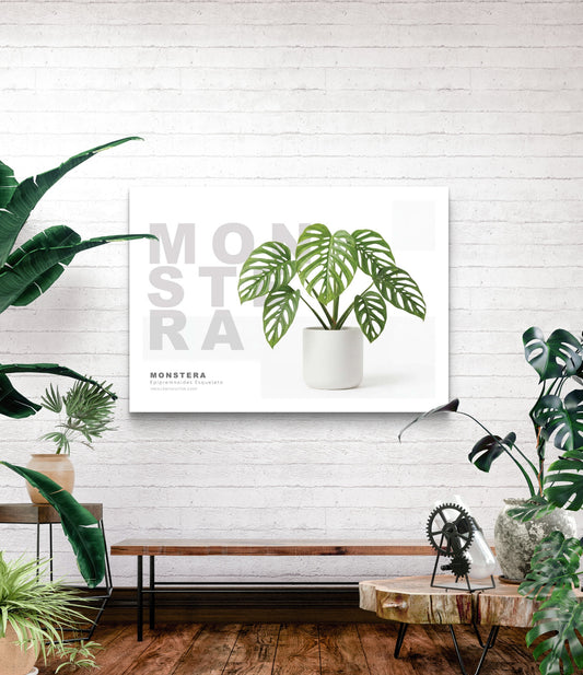 Monstera Epipremnoides Esqueleto