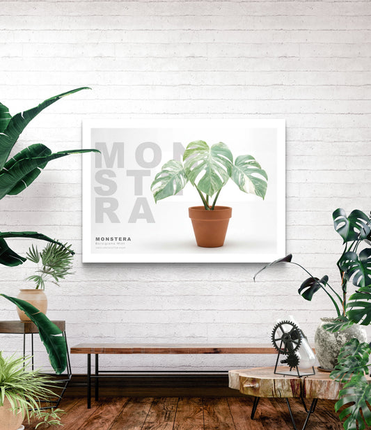 Monstera Borsigiana Mint Variegata