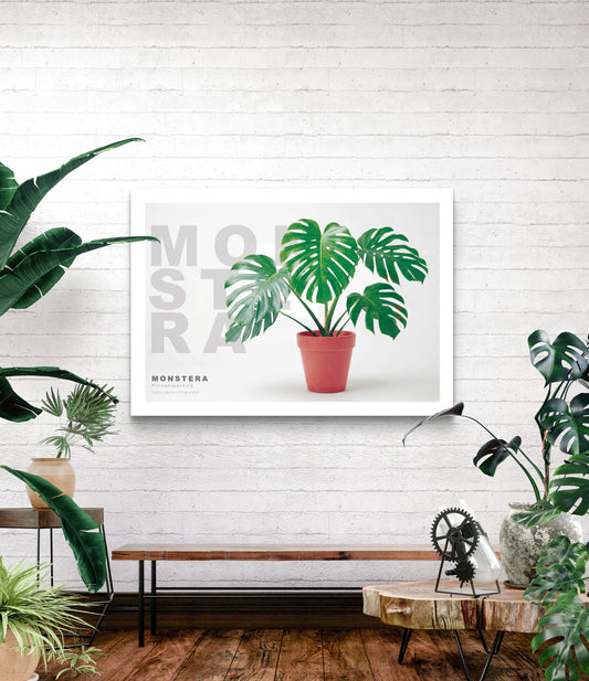 Monstera pinnatipartita