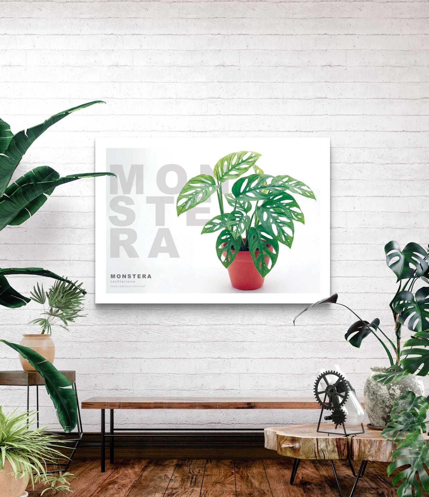 Monstera lechleriana