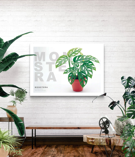 Monstera lechleriana