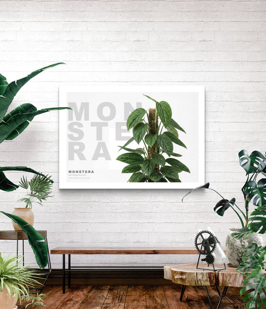 Monstera karstenianum