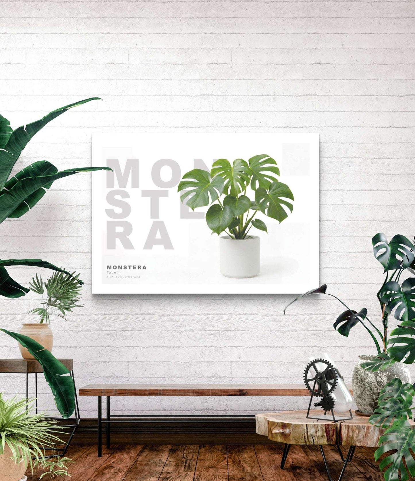 Monstera deliciosa Tauerii