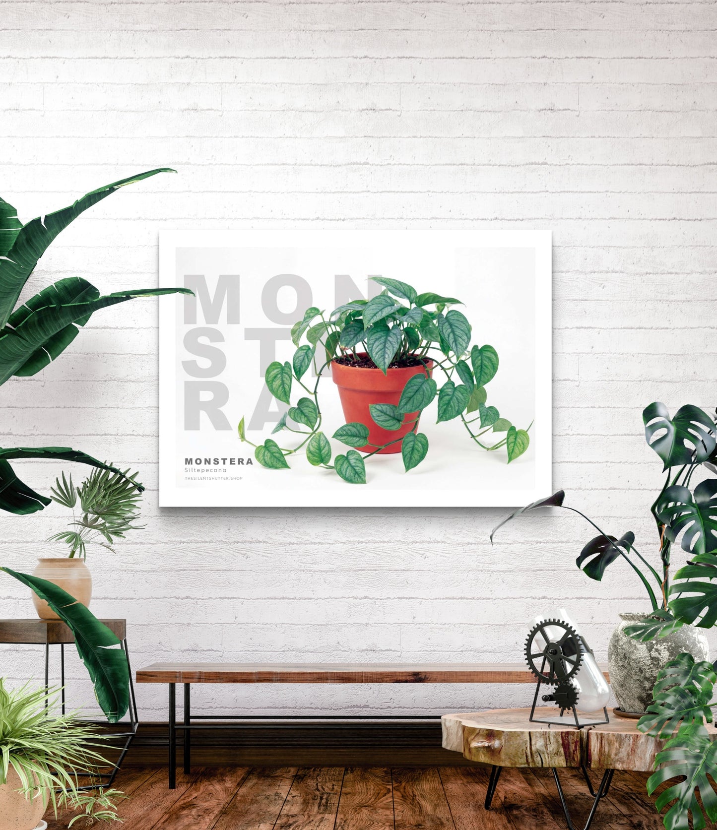 Monstera siltepecana