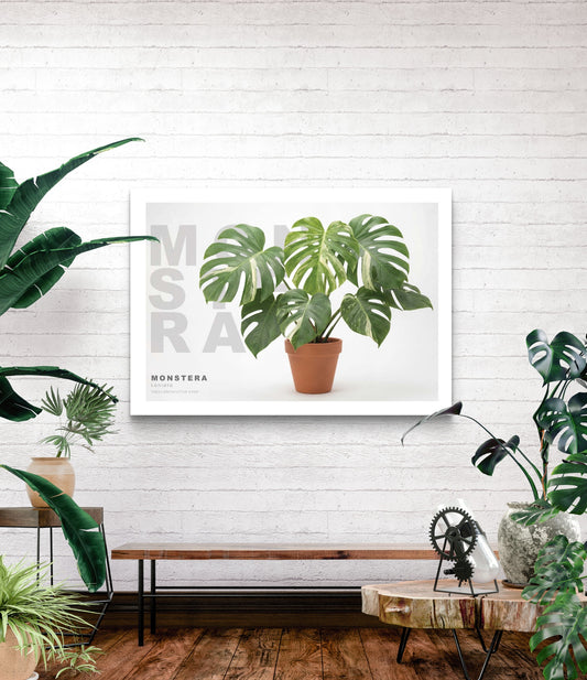 Monstera Laniata Variegata