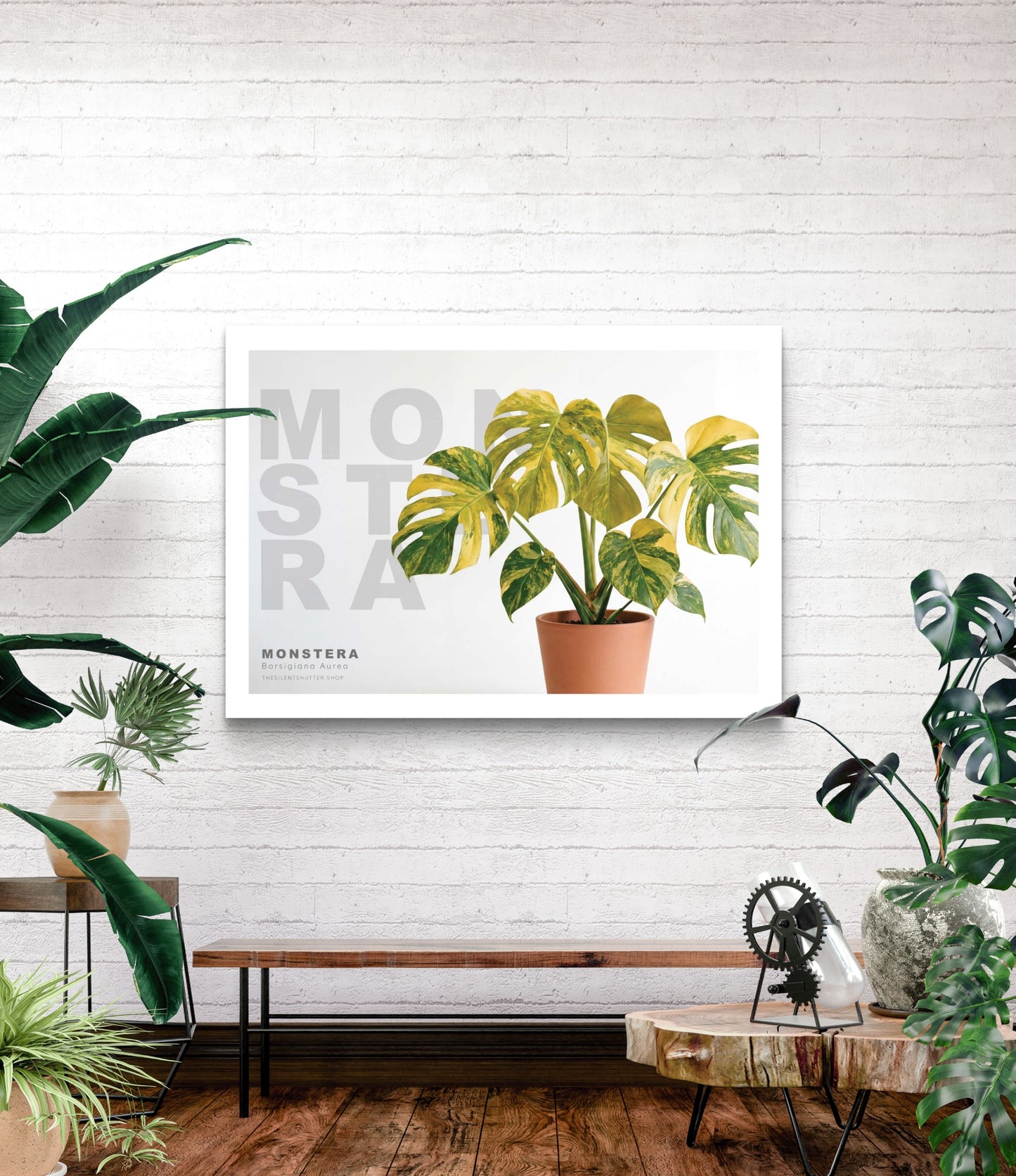 Monstera Borsigiana Aurea