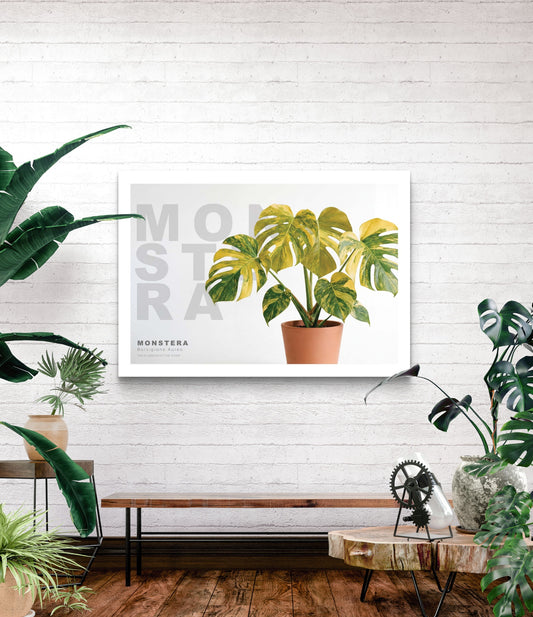 Monstera Borsigiana Aurea