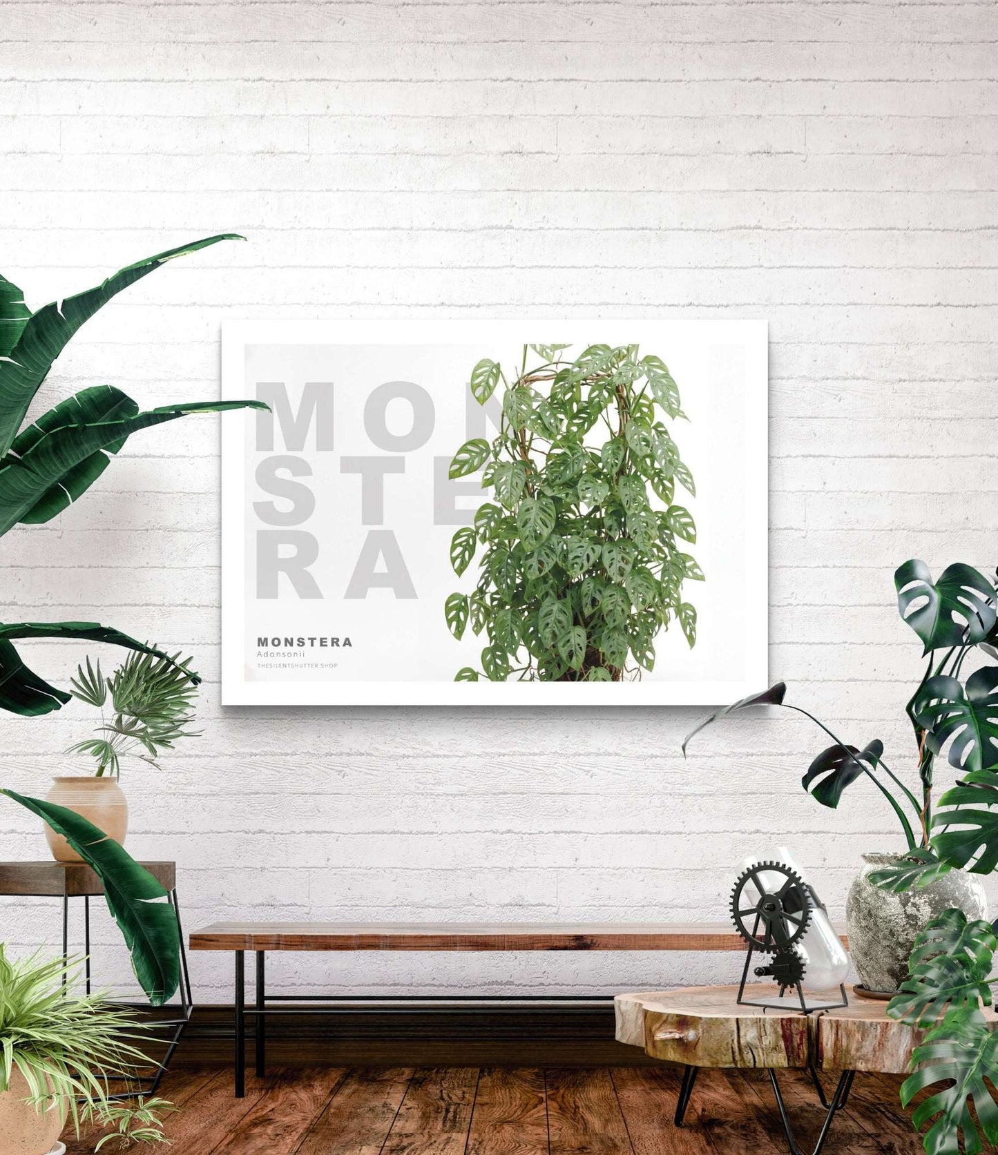 Monstera adansonii