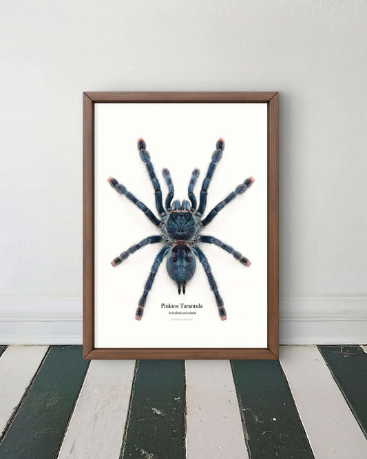 Pinktoe Tarantula Avicularia avicularia