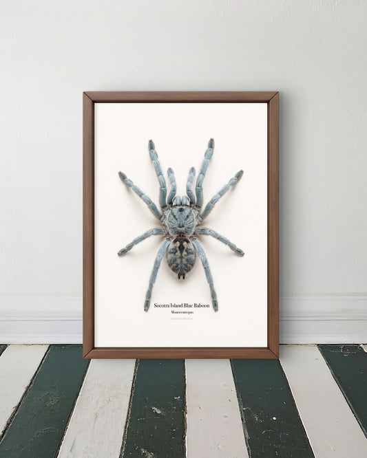 Socotra Island Blue Baboon Monocentropus