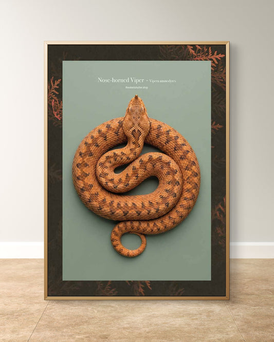 Nose-horned Viper - Vipera ammodytes