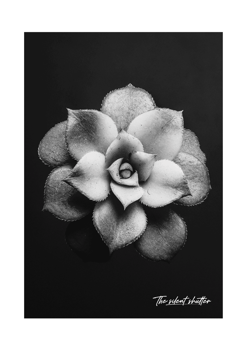 Aeonium Haworthii - The Silent Shutter