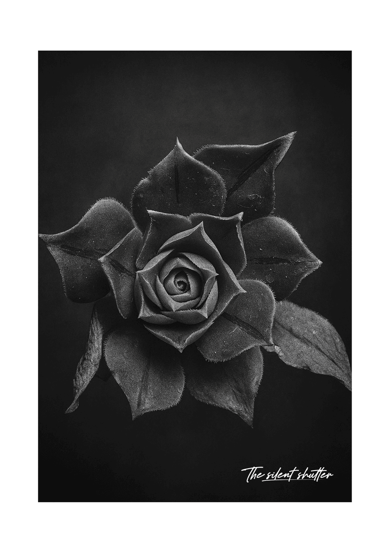 Aeonium - The Silent Shutter