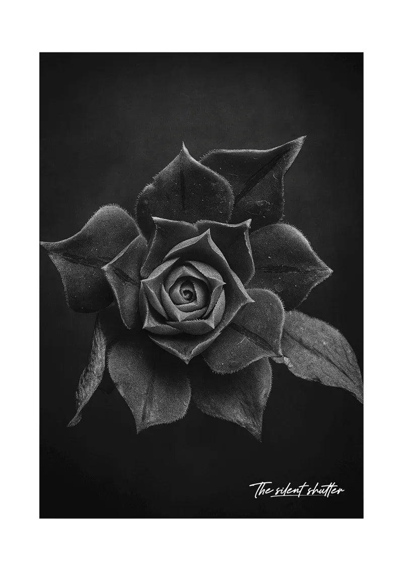 Aeonium - The Silent Shutter