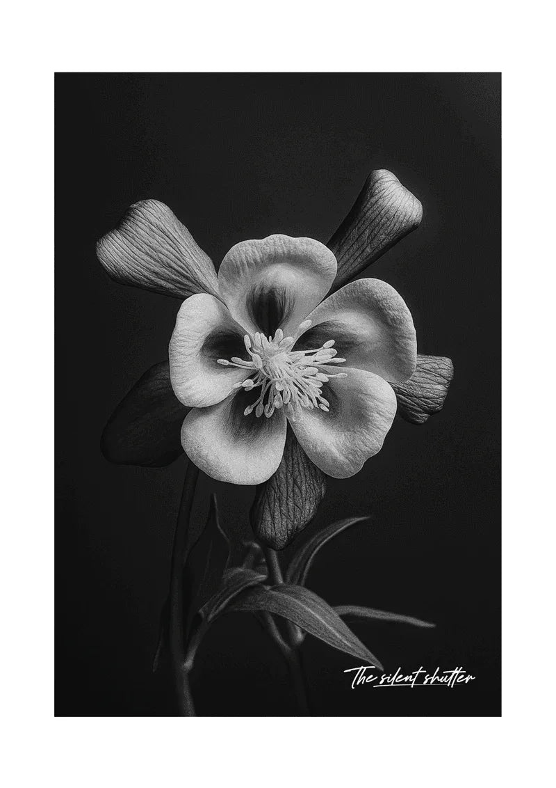 Aquilegia Hybrid - The Silent Shutter