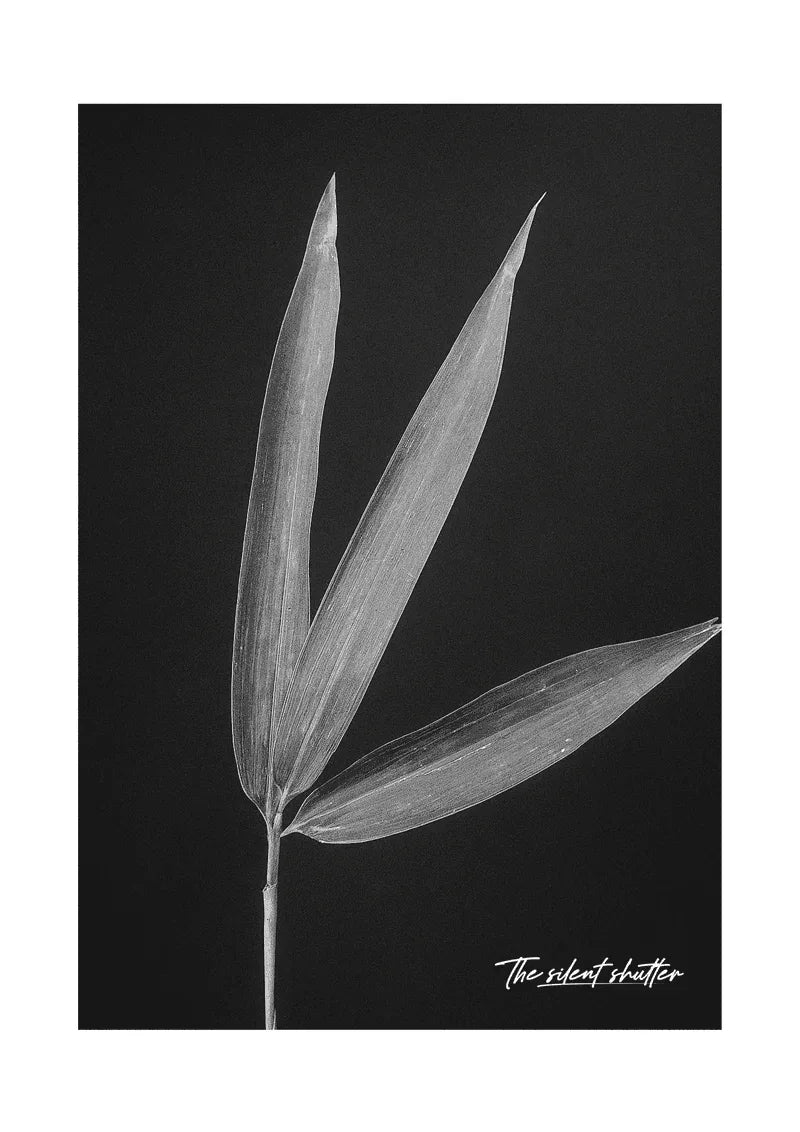 Bamboo Shoot - The Silent Shutter