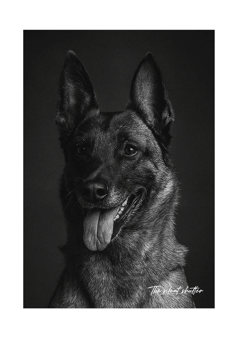 Belgian Malinois - The Silent Shutter