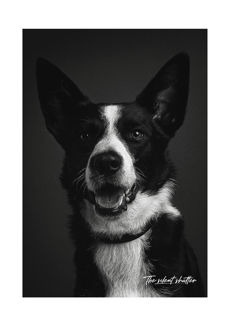 Border Collie - The Silent Shutter