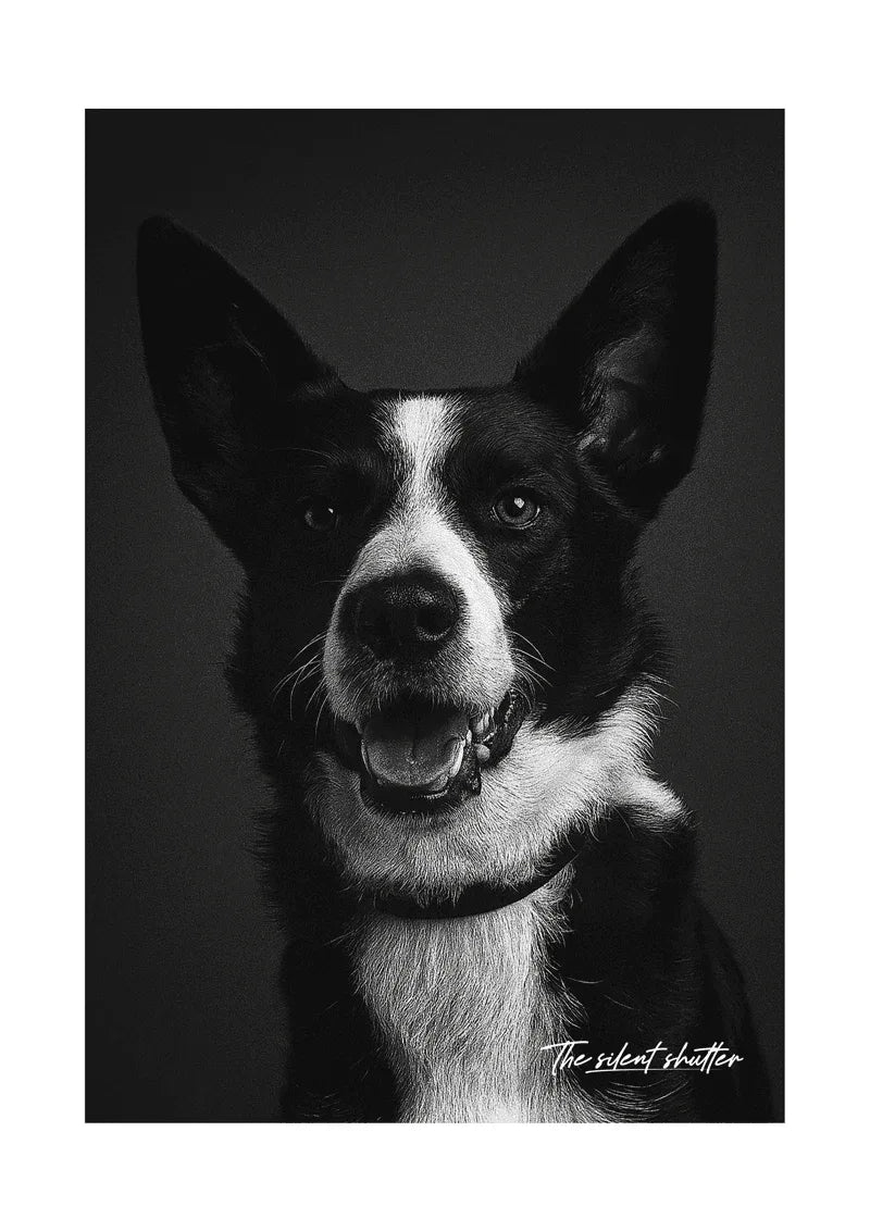 Border Collie - The Silent Shutter