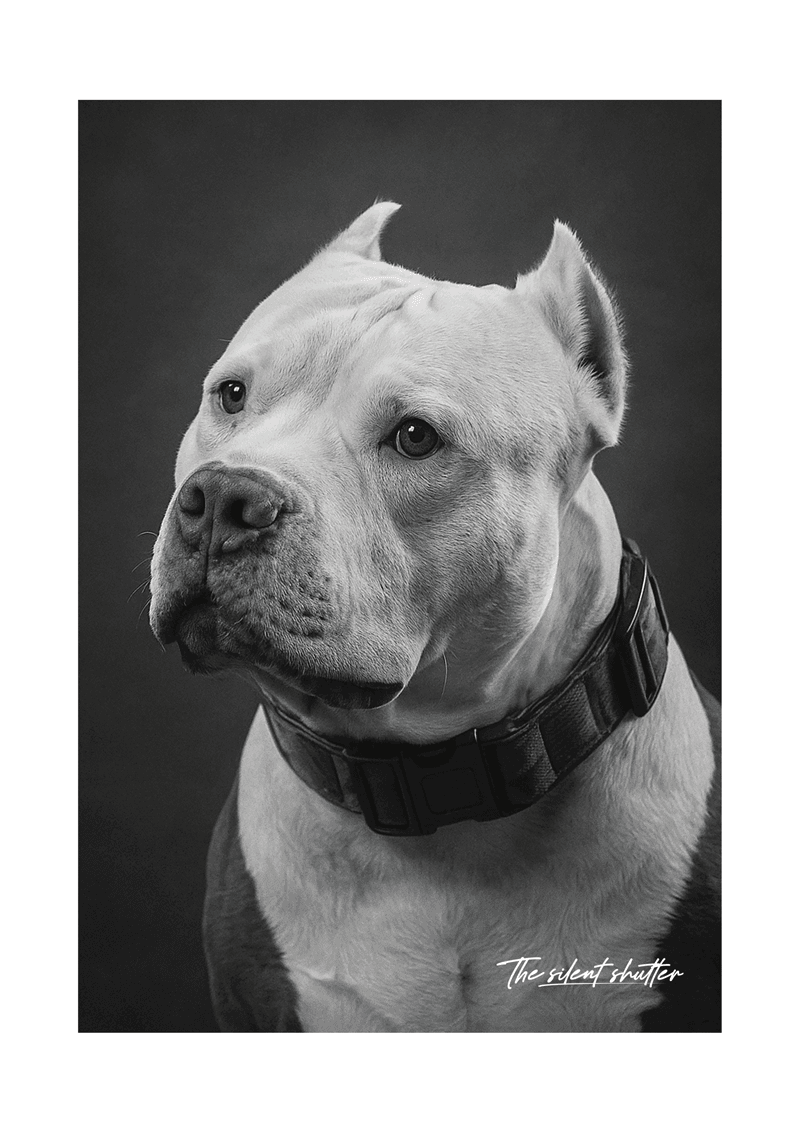 Brutus - The Silent Shutter