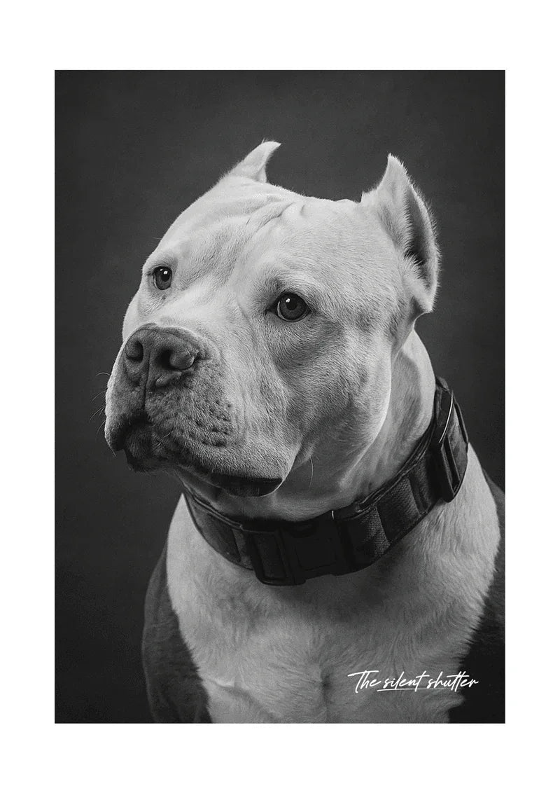 Brutus - The Silent Shutter