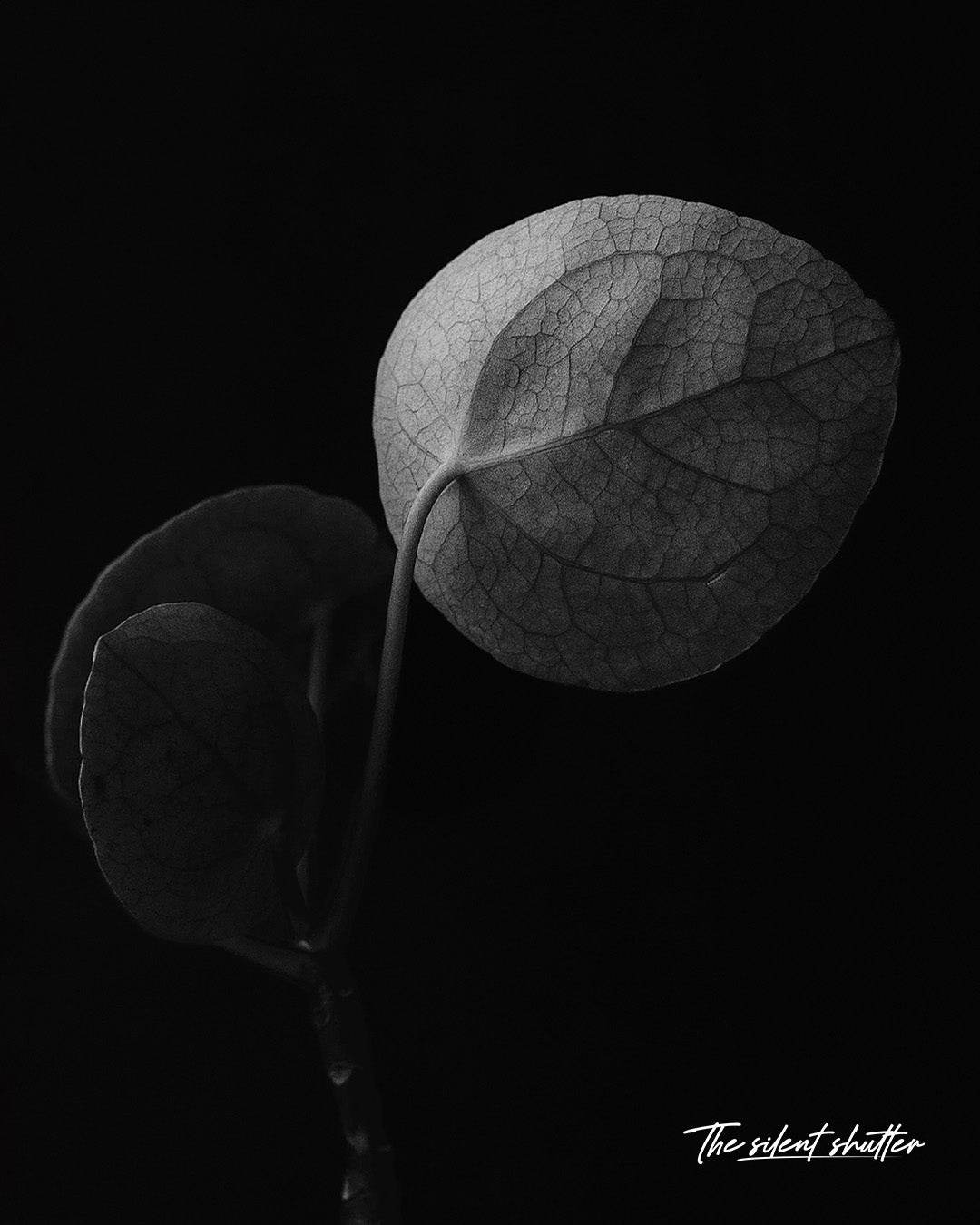 Chinese Money Plant 4 - The Silent Shutter