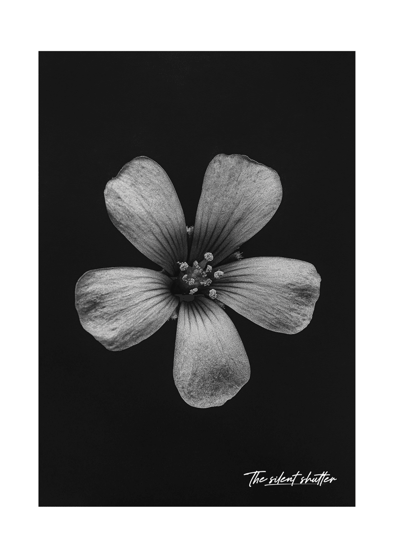 Creeping Woodsorrel - The Silent Shutter