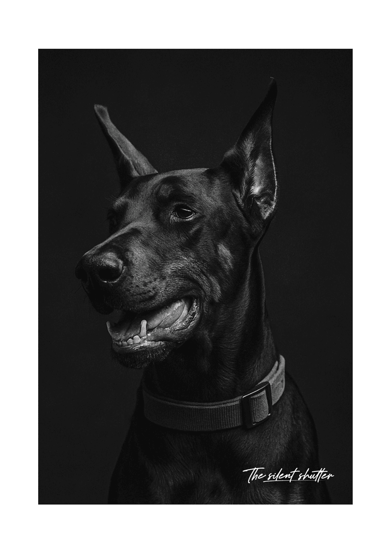 Doberman - The Silent Shutter
