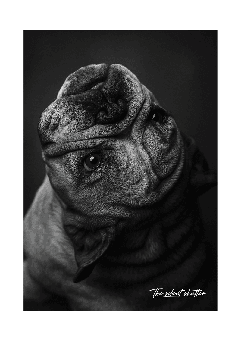 English Bulldog - The Silent Shutter