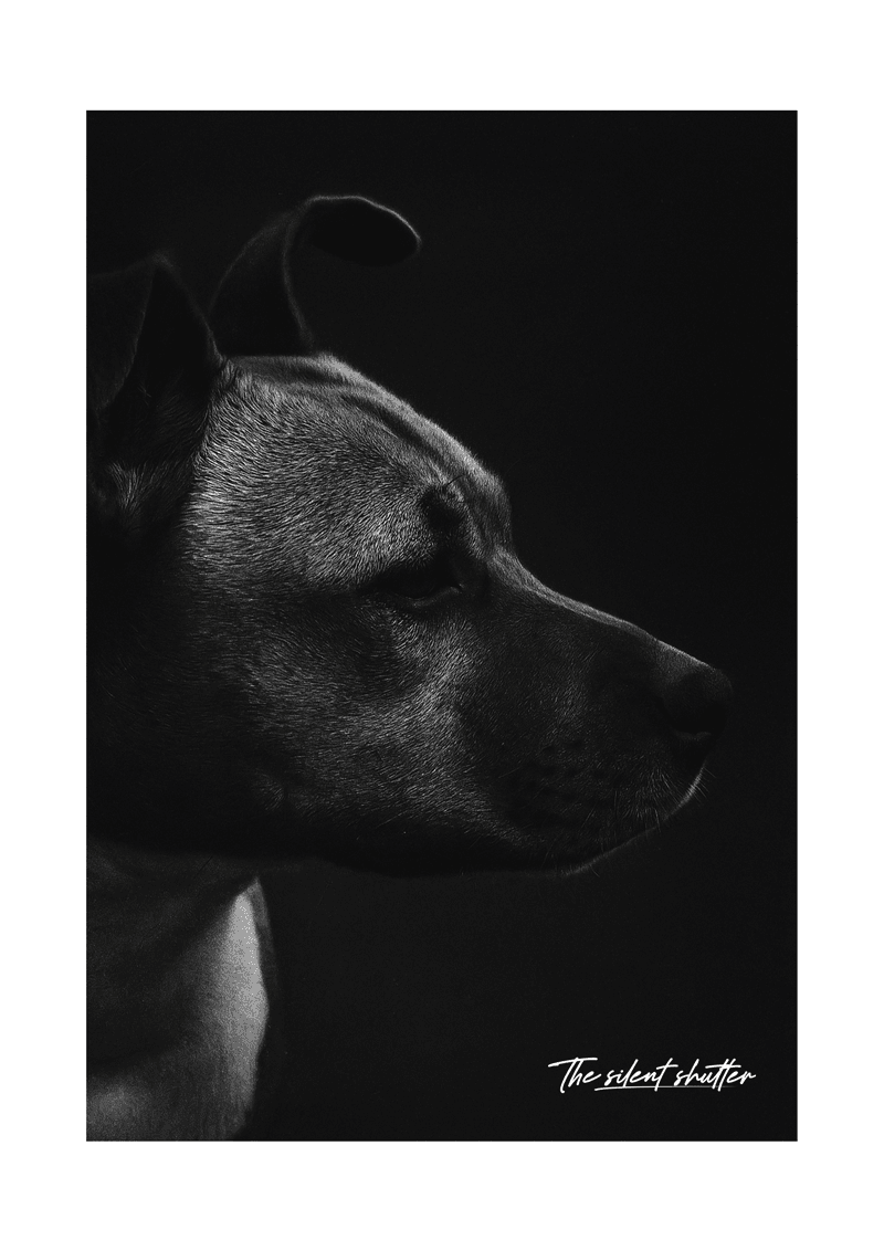 Focus - The Silent Shutter