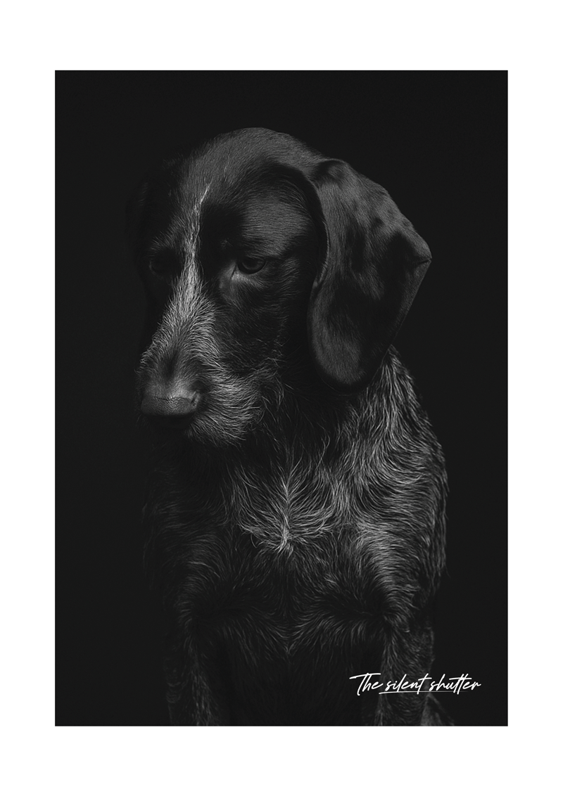 German Shorthaired Pointer