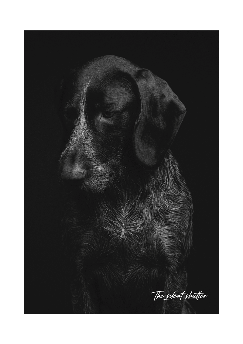 German Shorthaired Pointer - The Silent Shutter