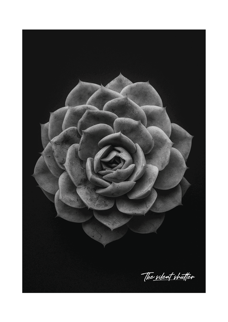 Ghost Echeveria 1 - The Silent Shutter